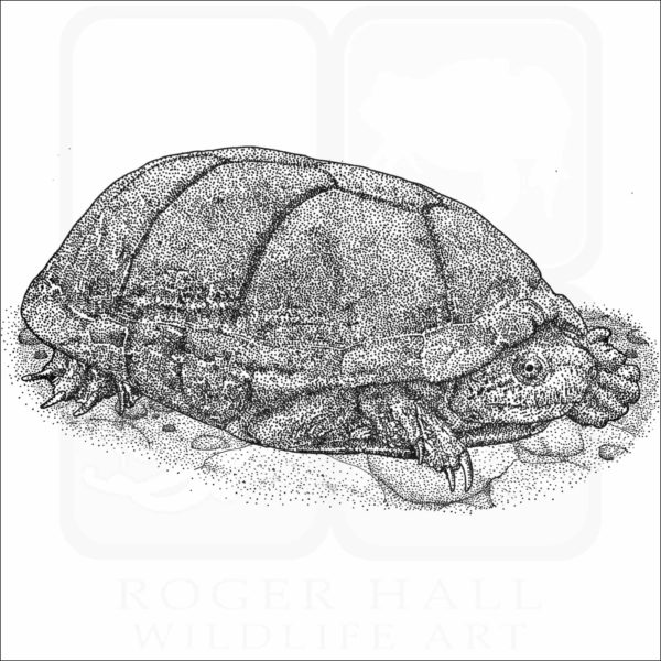 Rough-Footed Mud Turtle