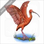 Scarlet Ibis stock art