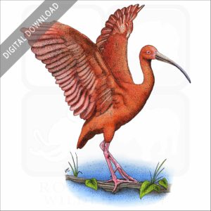 Scarlet Ibis stock art