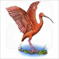 Scarlet Ibis illustration
