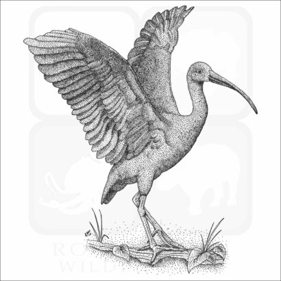 Scarlet Ibis