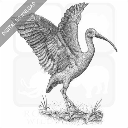 Scarlet Ibis