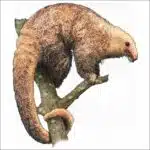 Silky Anteater illustration