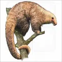 Silky Anteater illustration