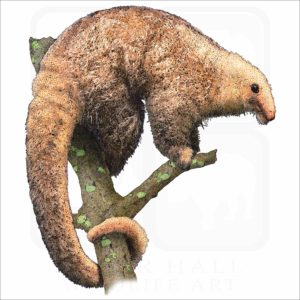Silky Anteater illustration