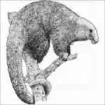 Silky Anteater