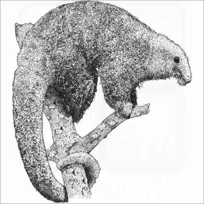 Silky Anteater