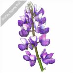 Silver Lupine Flower stock image