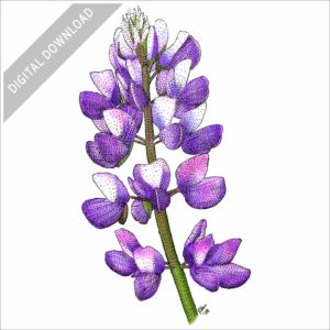 Silver Lupine Flower stock image