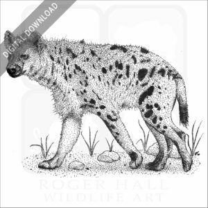 Spotted Hyena