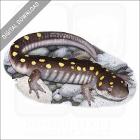 Spotted Salamander stock image
