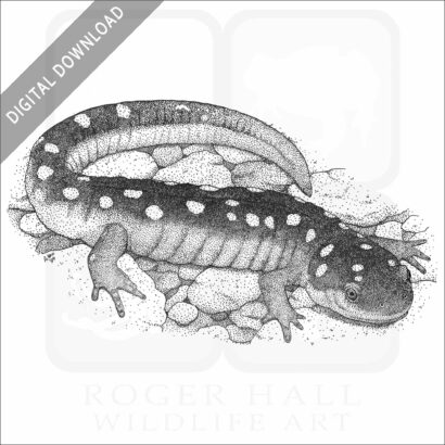 Spotted Salamander