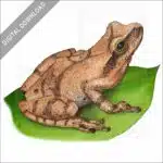 Spring Peeper stock image