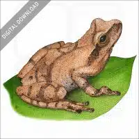 Spring Peeper stock image