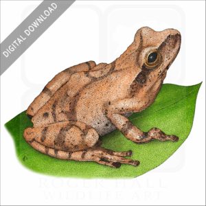 Spring Peeper stock image