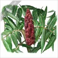 Staghorn Sumac stock image