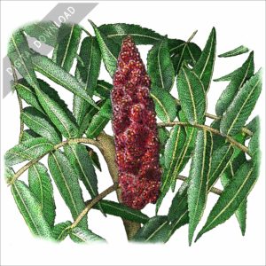 Staghorn Sumac stock image