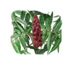 Staghorn Sumac