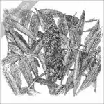 Staghorn Sumac