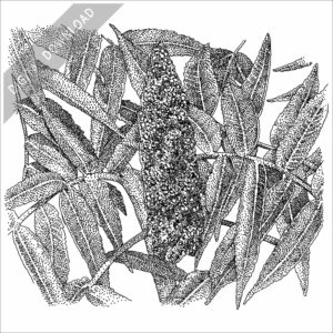 Staghorn Sumac