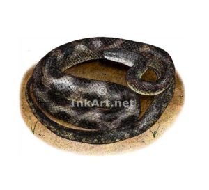 Stock Art Drawing of a Texas Rat Snake