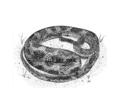 Stock Art Drawing of a Texas Rat Snake - Image 2