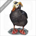 Tufted Puffin stock image