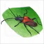 Valley Elderberry Longhorn Beetle illustration