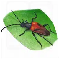 Valley Elderberry Longhorn Beetle illustration