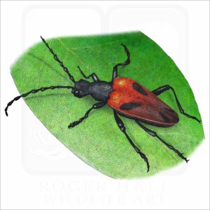 Valley Elderberry Longhorn Beetle illustration