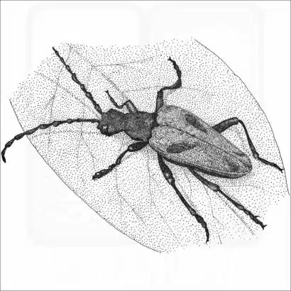 Valley Elderberry Longhorn Beetle