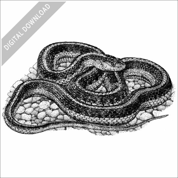 Stock Art Drawing of a Valley Gartersnake - Image 2