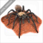 Western Desert Tarantula stock image
