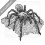 Western Desert Tarantula