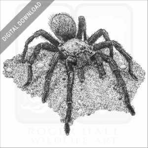 Western Desert Tarantula