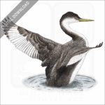Western Grebe stock illustration