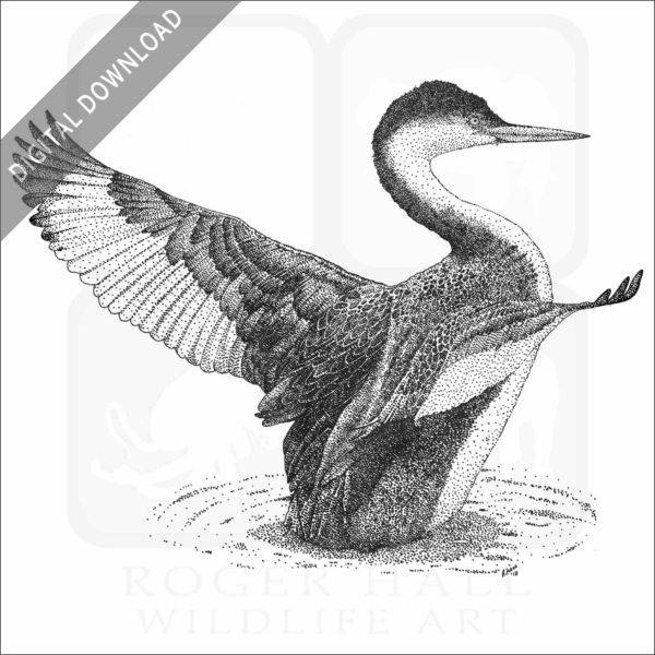Western Grebe
