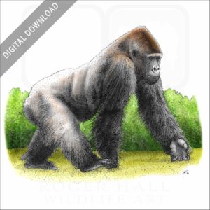 Western Lowland Gorilla stock image