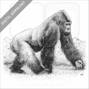 Western Lowland Gorilla