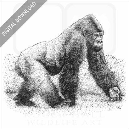 Western Lowland Gorilla