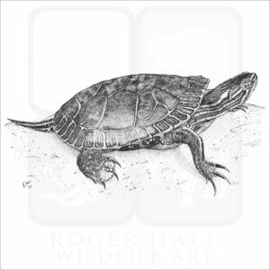 Western Painted Turtle