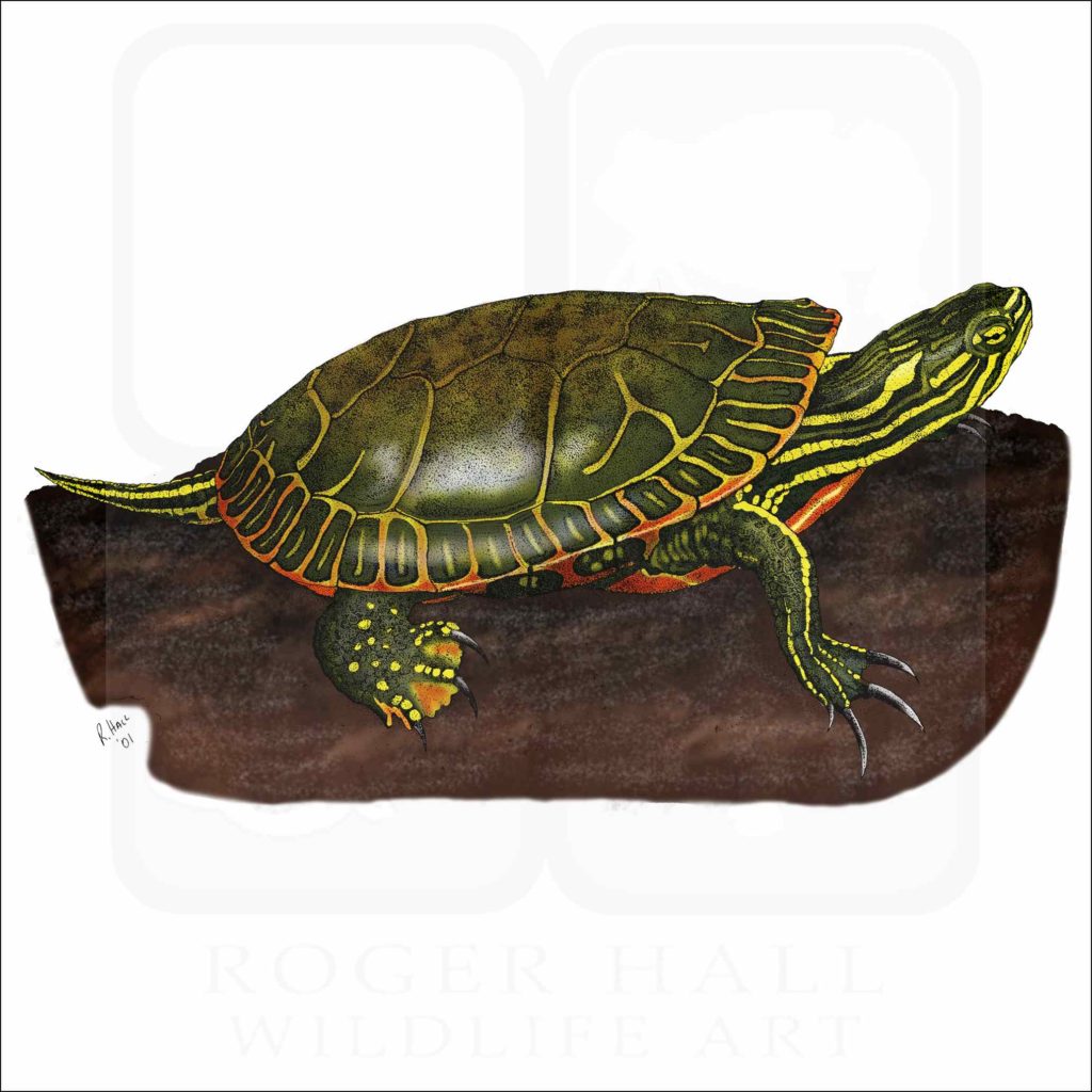 Western Painted Turtle - Signed Fine Art Print