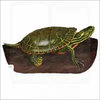 Western Painted Turtle illustration