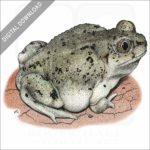 Western Spadefoot Toad stock image