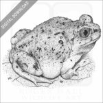 Western Spadefoot Toad