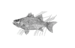 Stock Art Drawing of a White Bass - Image 2