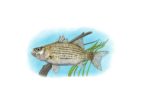 Stock Art Drawing of a White Bass