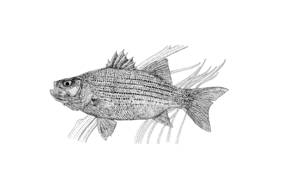 Stock Art Drawing of a White Bass - Image 2