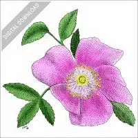 Wild Rose stock image
