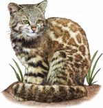 Andean Mountain Cat illustration